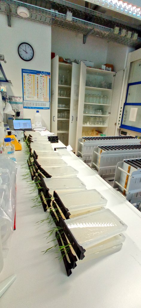 HamidRouina's tweet photo. Harvest your science! "Functional phenotyping of plants root in the context of N uptake" @PhenoRob @Ibg2Root @UniBonn @fz_juelich 🌾👌🏻 https://t.co/YeOcXRylUK