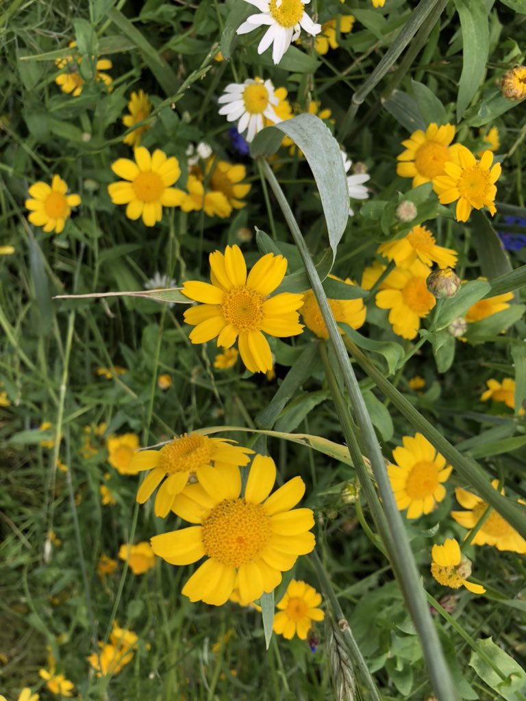 Ben Koks tweet media