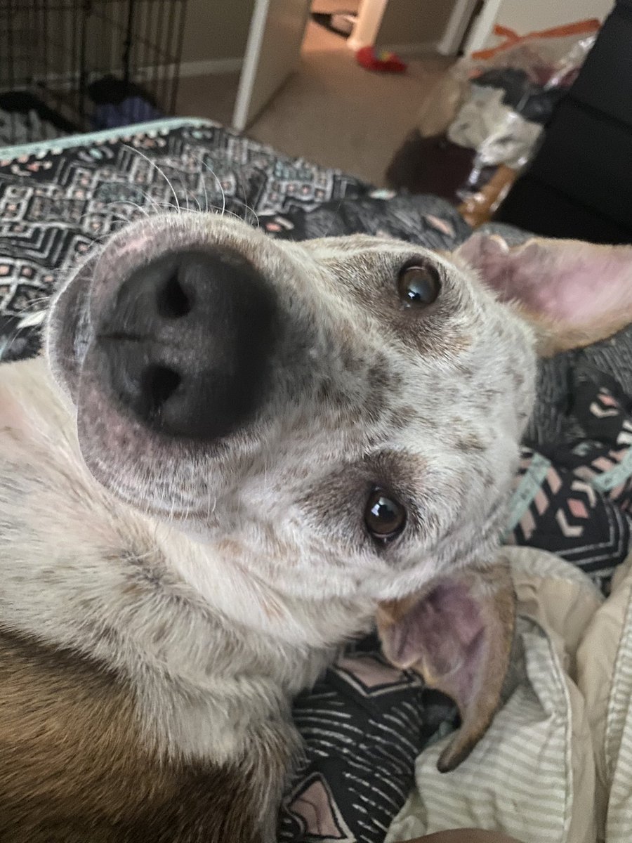 happy birthday to my favorite dog that lives 14 hours away from me 😁❤️