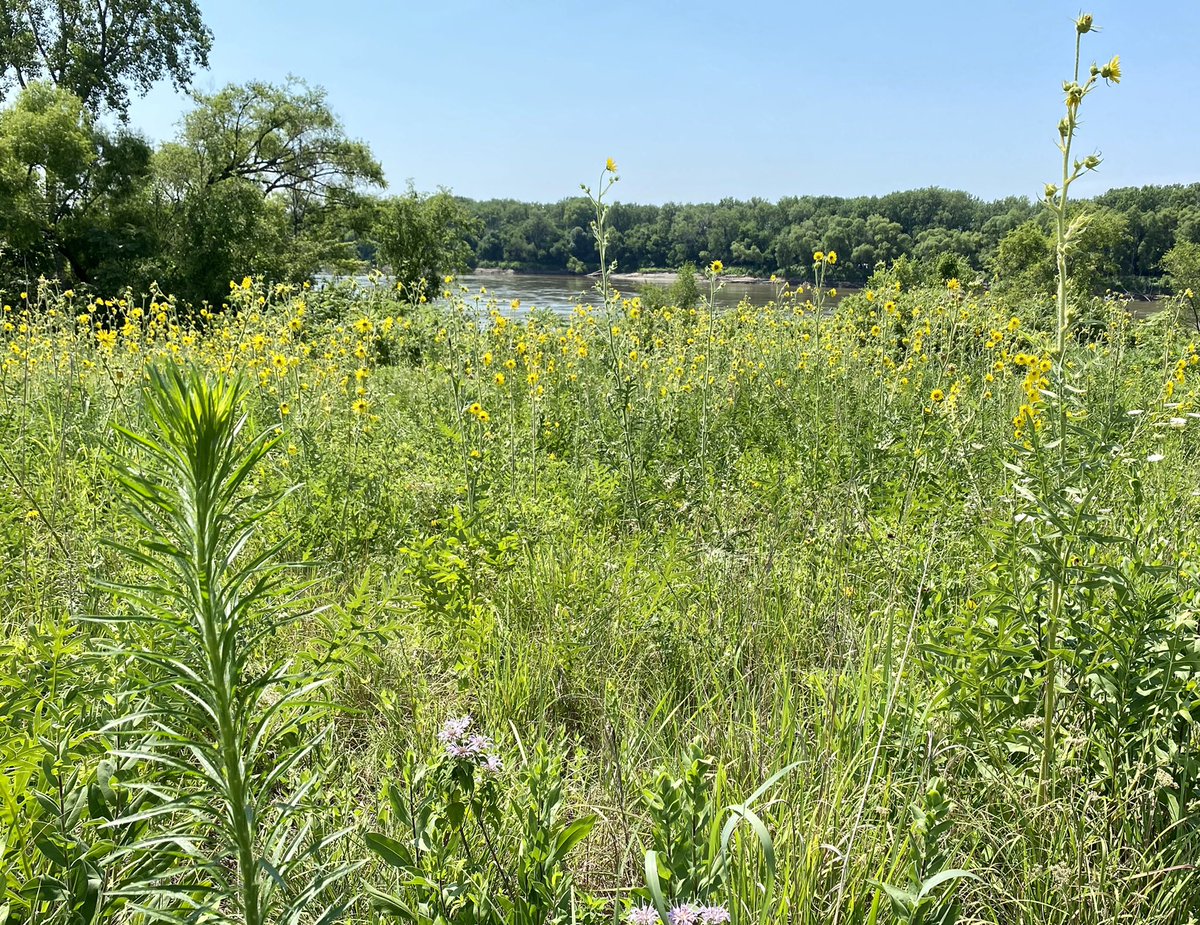RockhillStrat's tweet image. A natural oasis in the heart of downtown @KCMO. The @portkc team works hard to maintain and restore the #BerkleyPark trails and native plantings. Please come enjoy them! #KC