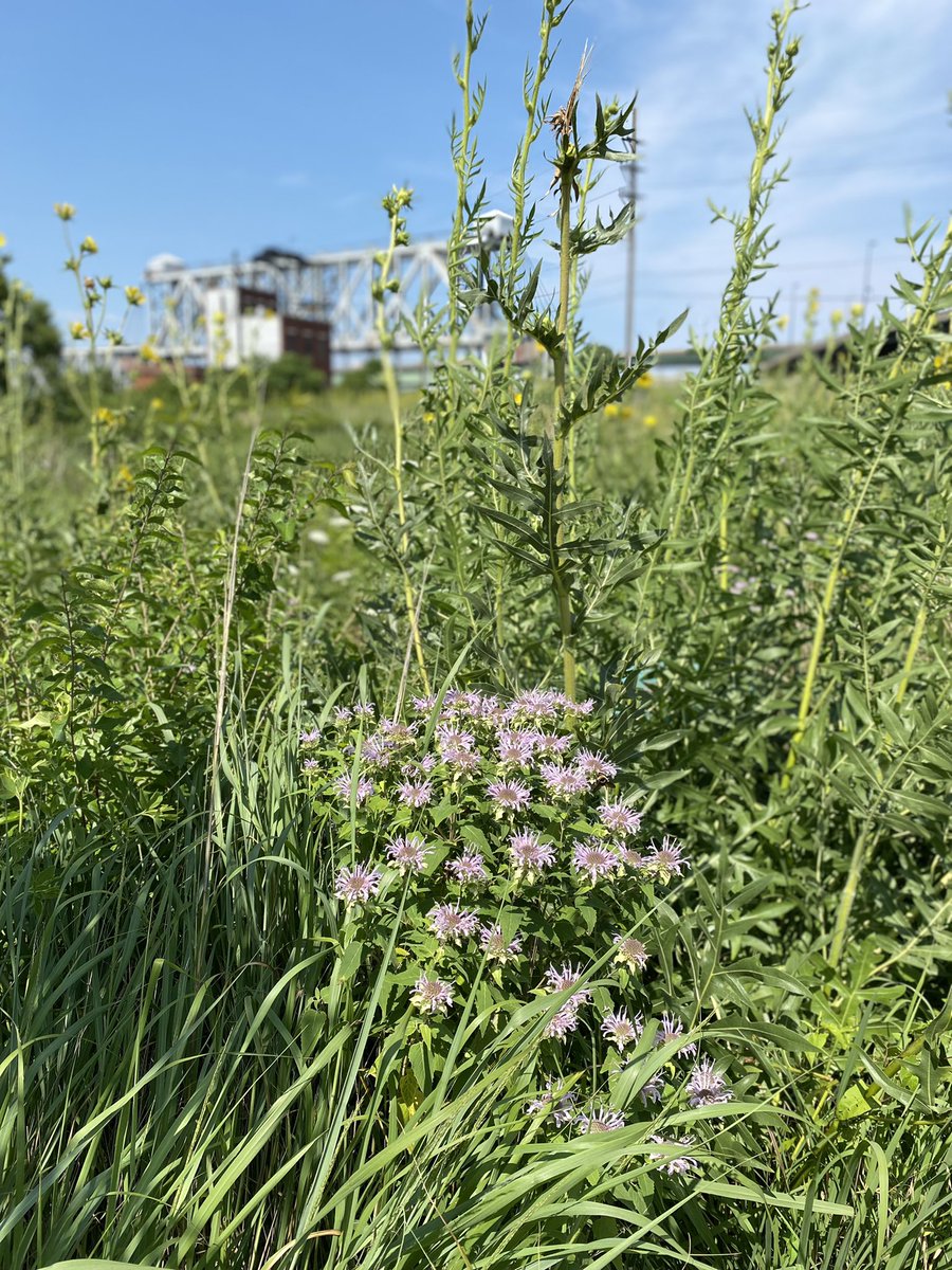 RockhillStrat's tweet image. A natural oasis in the heart of downtown @KCMO. The @portkc team works hard to maintain and restore the #BerkleyPark trails and native plantings. Please come enjoy them! #KC