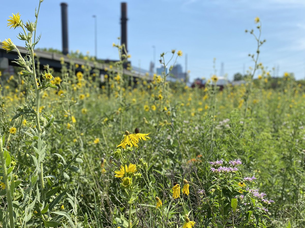 RockhillStrat's tweet image. A natural oasis in the heart of downtown @KCMO. The @portkc team works hard to maintain and restore the #BerkleyPark trails and native plantings. Please come enjoy them! #KC