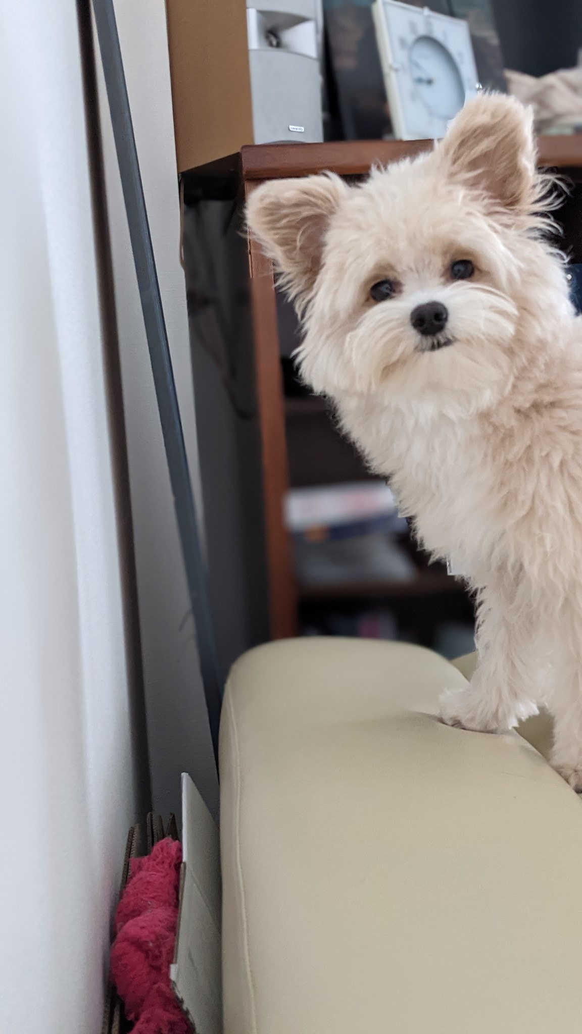 تويتر コニー على تويتر おもちゃを隙間に落としちゃう犬 T Co Syulunkv6n