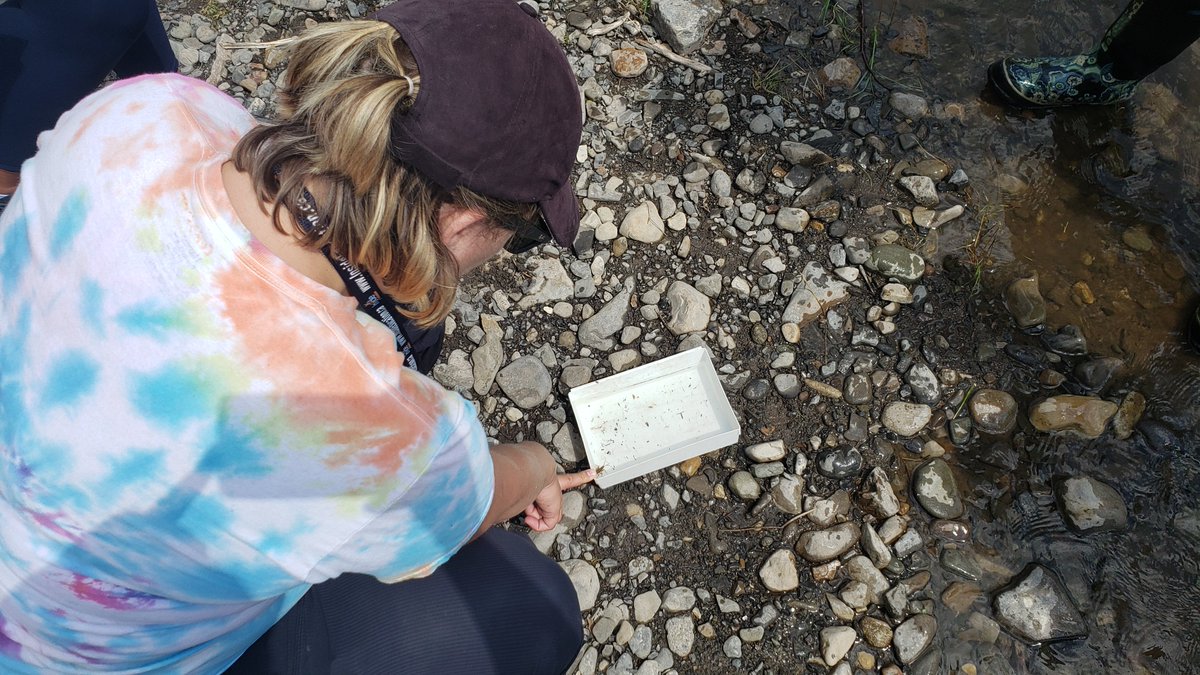 Studying river profiles with <a href="/insideeducation/">Inside Education</a> #itsabuglife