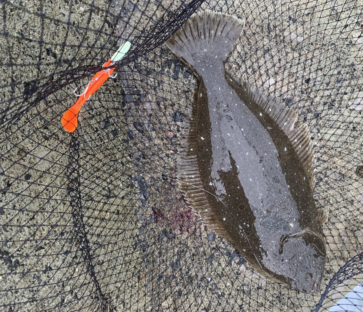 今朝もいそいそとヒラメ狙い クイックセットでなんとか1枚出せました 釣り 海 東北 岩手 北三陸 ルアーフィッシング フラットフィッシュ ヒラメ ソゲ ルアーズケミスト ディアンワイド45 ジャクソン Jackson クイックヘッド クイックシャッド シマノ