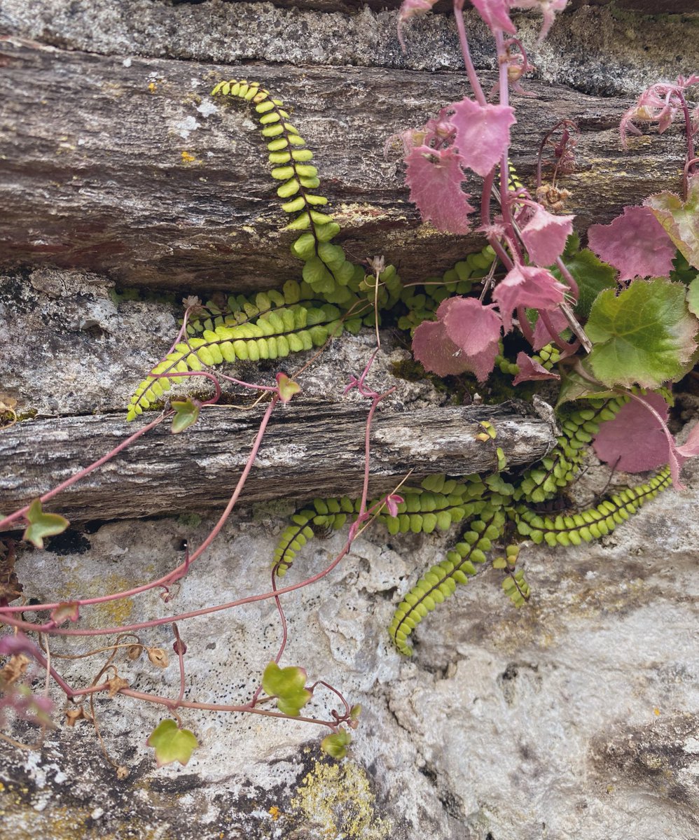 Don’t these look like octopus tentacles! I love how life finds a way to survive in all the nooks.