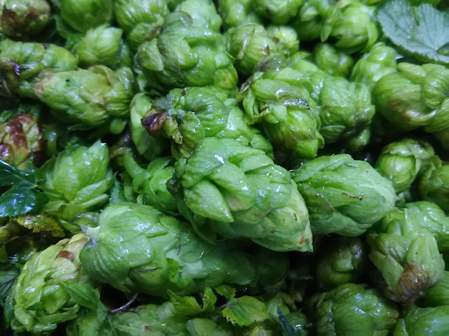 Craftbeer_HighB's tweet photo. 🍺Today's Brewery🍻
🌻ホップの季節到来
👨‍🌾本日自家栽培ホップの初収穫
🍺#フレッシュホップ　
🍺#大平エール245
👨‍🍳これから仕込みます
🏁今月末完成予定
#ハイB😀
#Highlandport #craftbeer #HighB #Nishigo #白河 #那須 #福島 https://t.co/V2JgTYq2A7