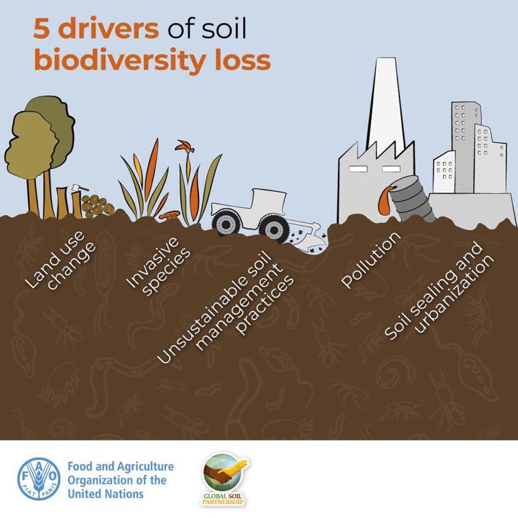 FAO's tweet image. Soil depends on the presence of a vast community of living organisms to remain healthy and fertile.

These organisms make up soil biodiversity.

Yet we are losing #SoilBiodiversity at an alarming rate 👇