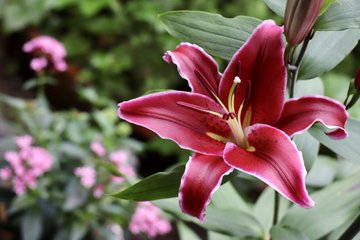 赤いユリの名前 赤いユリみたいな 赤いユリのような花の名前は Minimemo