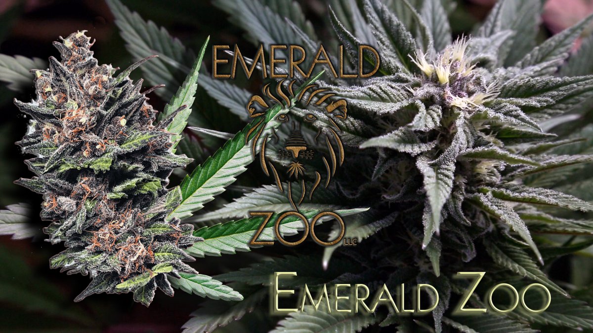 EmeraldZoo's tweet photo. Indoor 2021 #TNBNaturalsSponsoredGrow We are ever so close to getting plants actually going! #HomeGrownCraftCannabis DIY and make your meds rock!
#SmallBatchHandCrafted
#MedsMadeRight https://t.co/7KHLC7eQ06