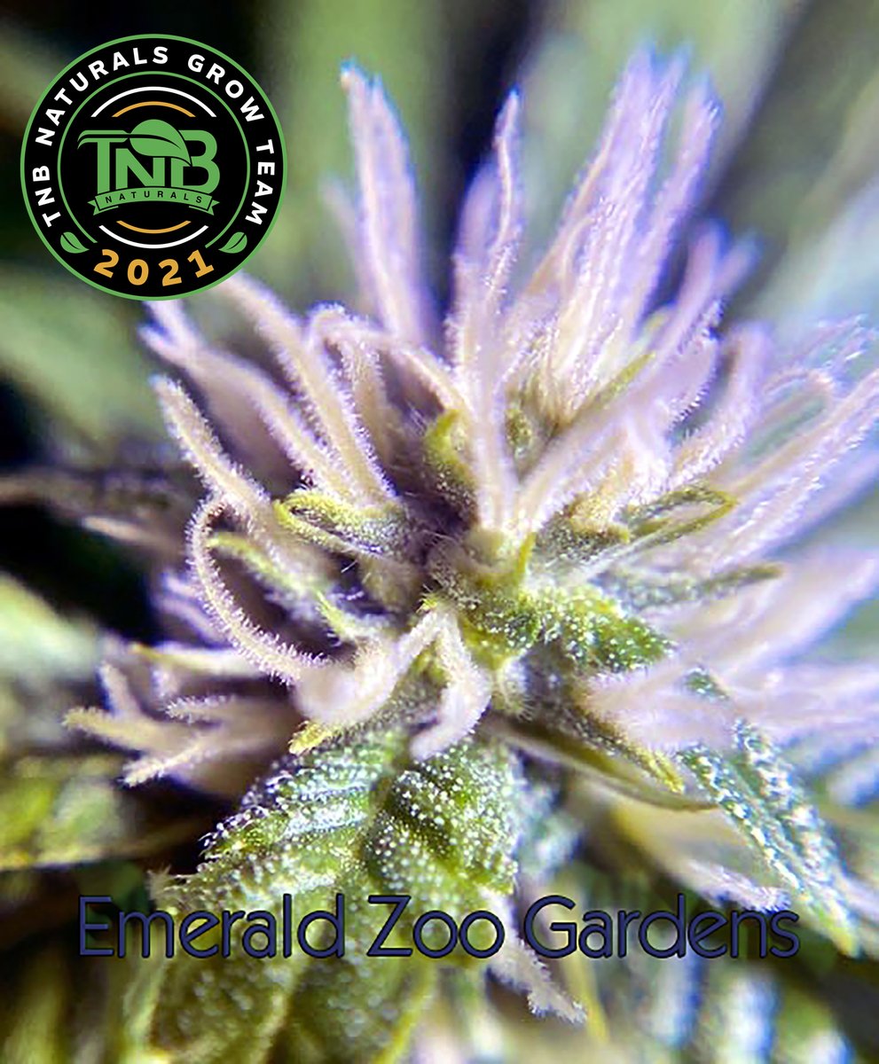 EmeraldZoo's tweet photo. Indoor 2021 #TNBNaturalsSponsoredGrow We are ever so close to getting plants actually going! #HomeGrownCraftCannabis DIY and make your meds rock!
#SmallBatchHandCrafted
#MedsMadeRight https://t.co/7KHLC7eQ06