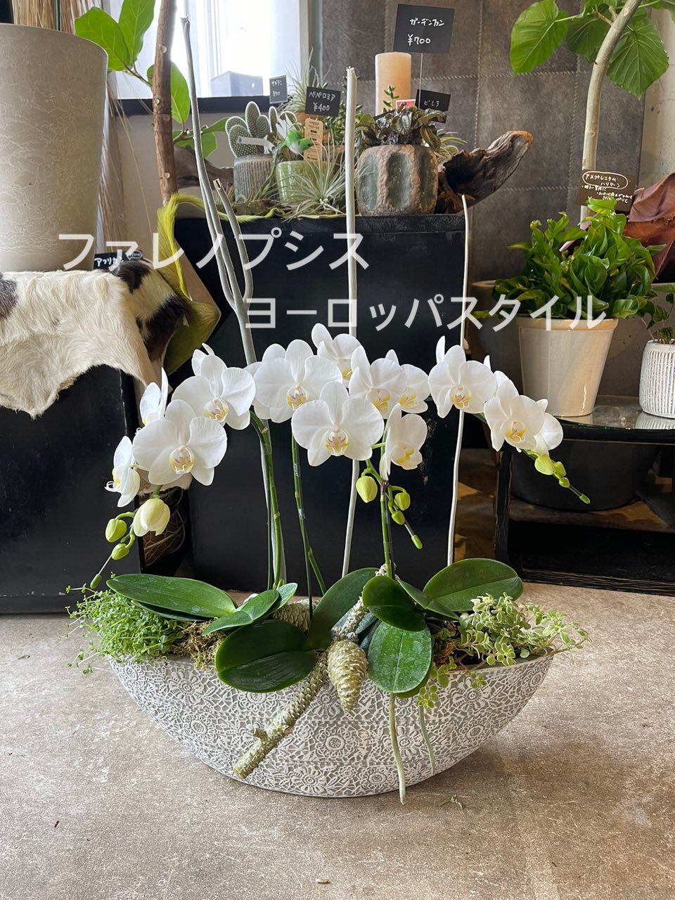 Ginkgo 山岡まり ヨーロッパでは切り花感覚で胡蝶蘭を楽しみます 切り花よりも持ちも良いし お手入れもそんなにいらないのでこれからの暑い季節にぴったりです 夏はグリーンも一緒にこんな涼しげなスタイルはいかがでしょう Ginkgo 胡蝶蘭ヨーロッパ