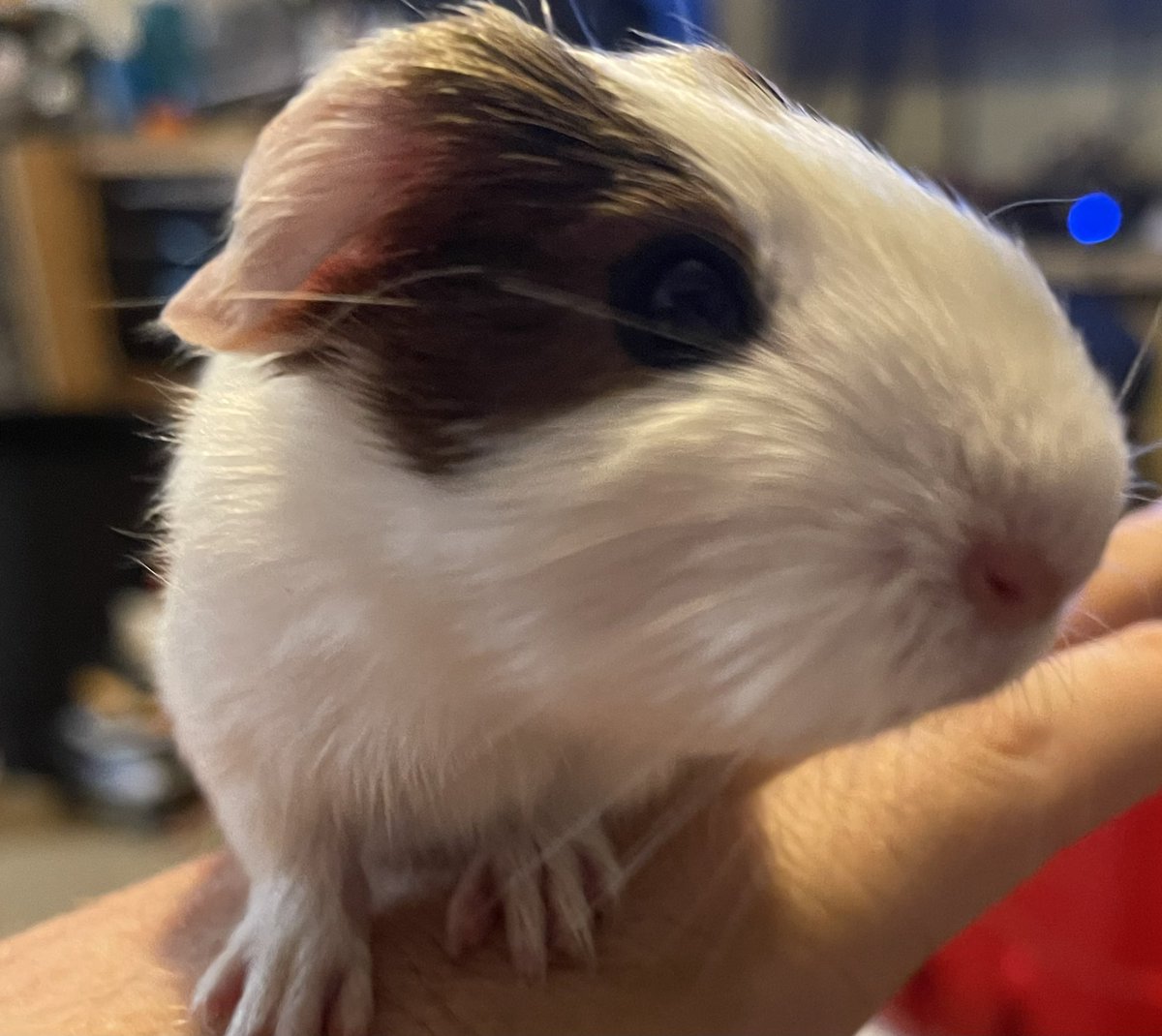 MommaCavy's tweet image. @petvalu Nugget decided to be a little diva like her momma and posed for a picture roughly 24 hours after being born. She decided to climb all over her human dad for this. #PVCastingCall2021