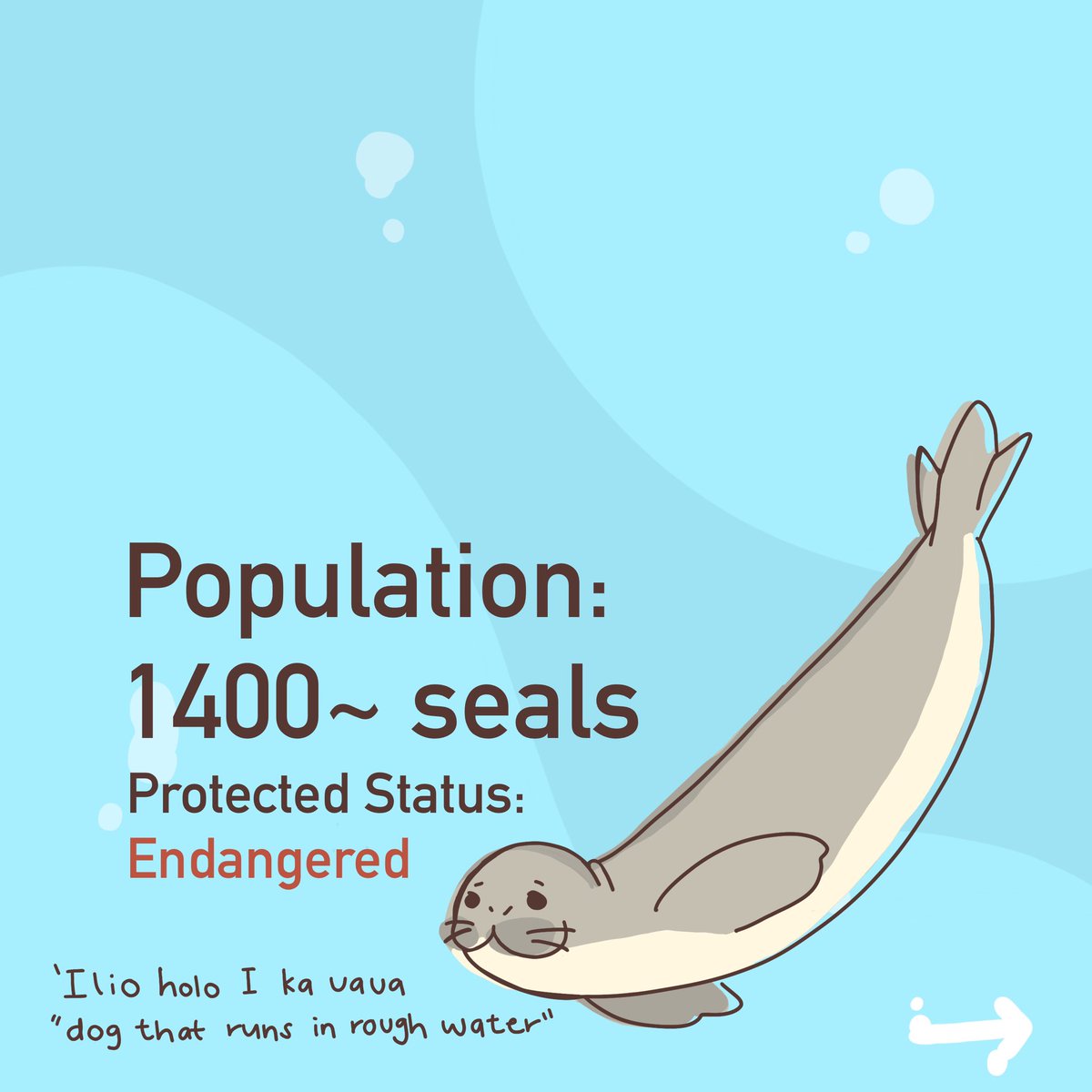 milkteaspace's tweet photo. Let’s learn about the Hawaiian Monk Seal ☺️ https://t.co/Tn4hbmI4d6