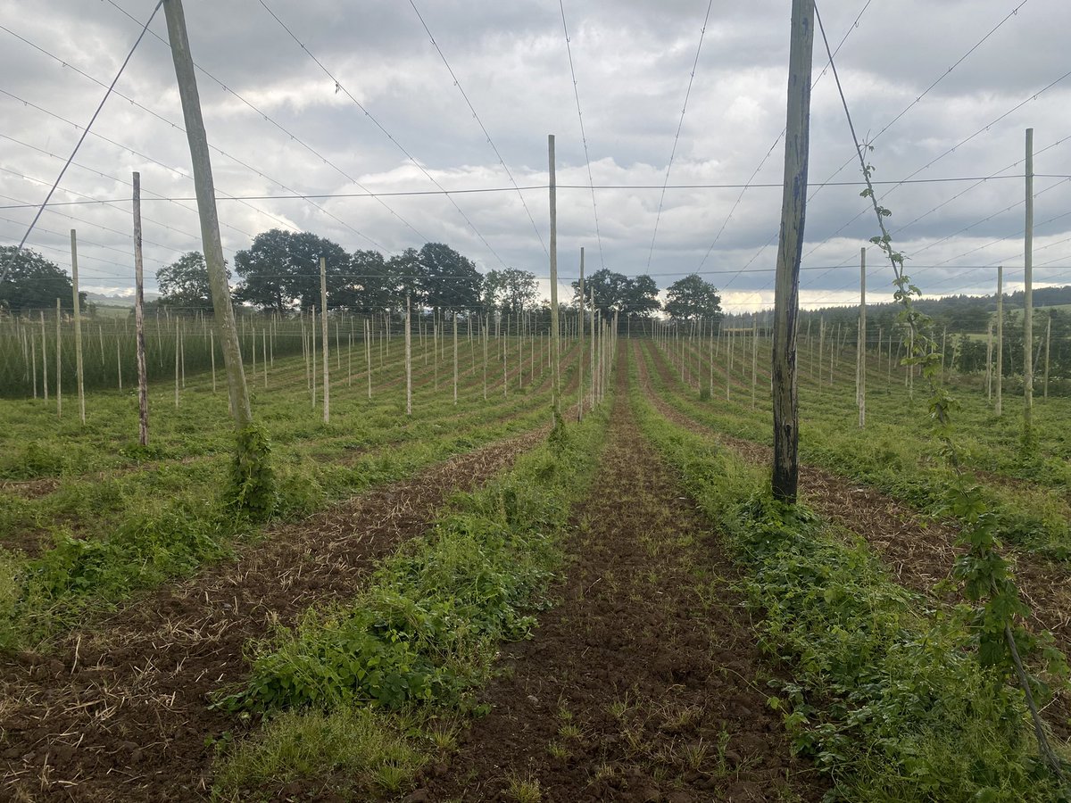 Despite the late season the hops we are growing look fabulous. And then there are the hops that we’re not growing due to COVID. #idledhops #grubbedhops #nocontracts #50%downonbudget… please go to the pub, please choose cask ale and insist on <a href="/Britishhops/">British Hop Association</a>. Thank you.