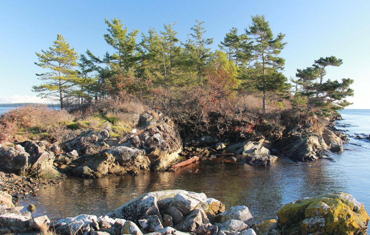 TLC4BC's tweet photo. We have raised over 85% of our current matching gift offer to support a conservation covenant &amp; restoration work on SISȻENEM (Halibut Island)! You can have your gift doubled today by donating: https://t.co/Y2mmL292Aq

#restoration #reconciliation #salishsea #conservationcovenant https://t.co/3TwduGPGqd