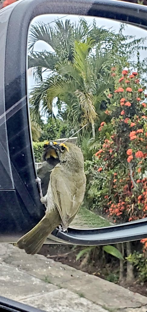 Had a visitor today 😍 #YellowFacedGrassquit #birdnerd #birder