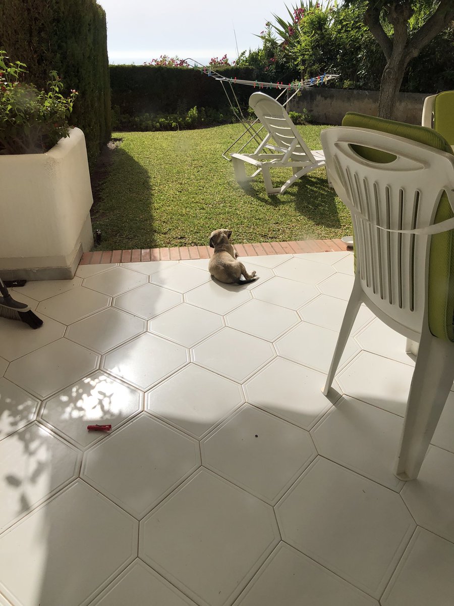 Look at this wee beauty. Made a new acquaintance in Andalusia. An Alsatian pup I think. She’s weak and skeletal and scared of everything, even the sprinklers. But she braves a drenching in the mornings to get a free breakfast