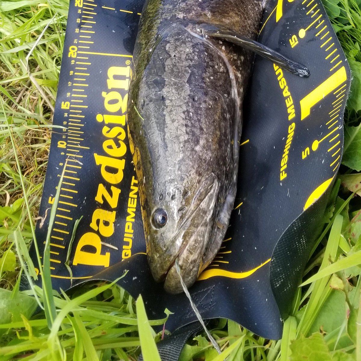 Snakehead Twitter Search Snakehead Twitter Search