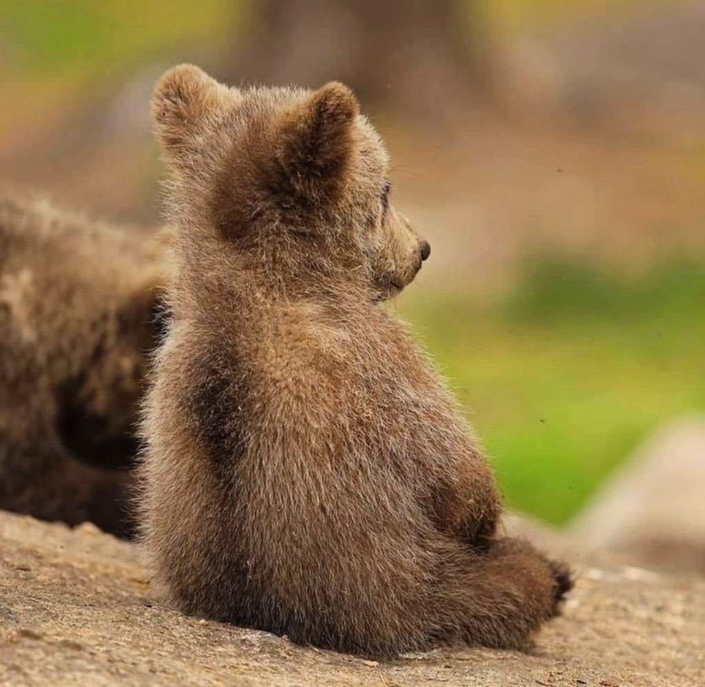 🐻 Bear 🌼 (@bearposting) on Twitter photo 