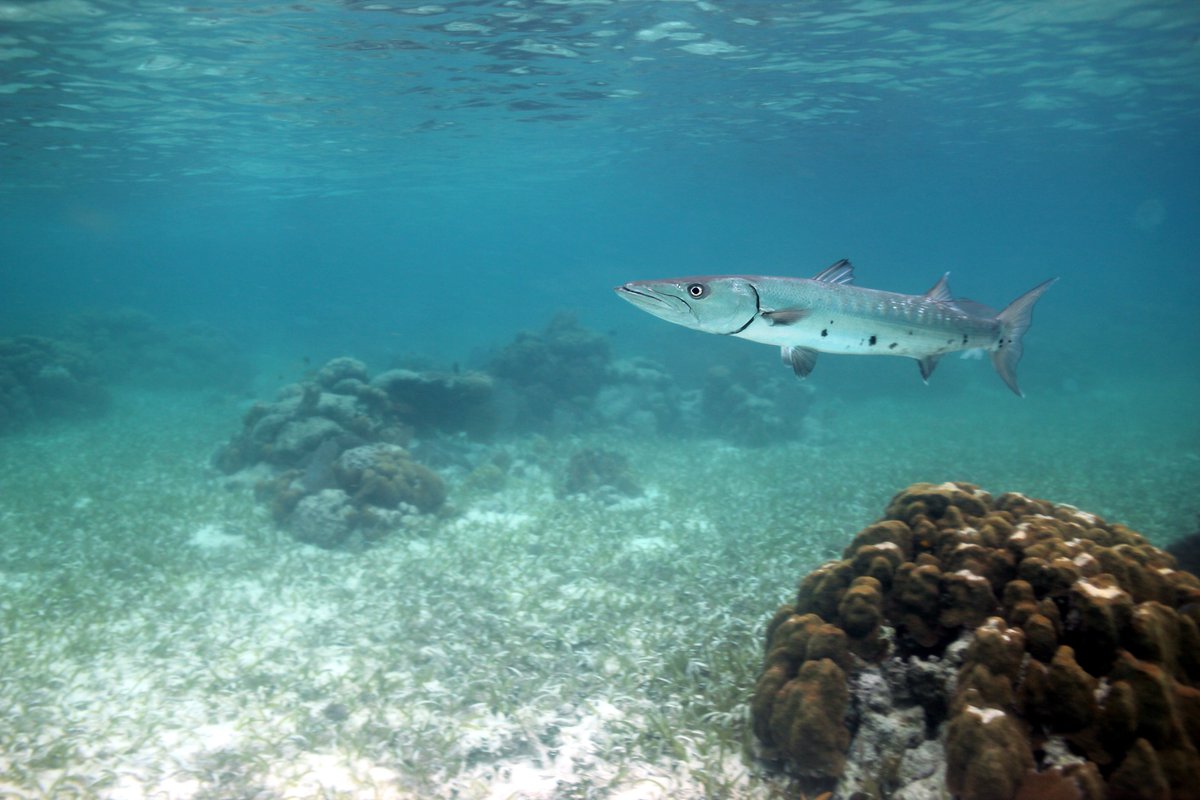 Ocean life can help mitigate #climatechange! Two new studies advance Oceanic #BlueCarbon science and policy #climateaction <a href="/COP26/">COP26</a> #KeepItInTheSea, see #UNEP story: unep.org/technical-high…