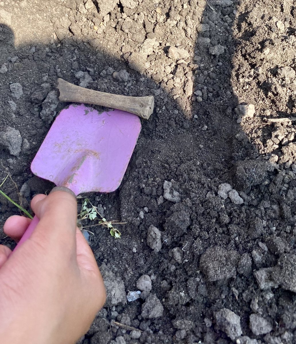 hackforthschool's tweet image. Back at school we enjoyed our own dig, using artefacts from the mystery box @NAAheritage @HistoryPrimary @Humanities2020