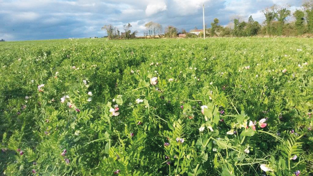 Have you considered Catch Crop Varieties yet? Follow the link for <a href="/Germinal_Ire/">Germinal Ireland</a> product info and contact your local Cooney Furlong branch or account manager to order now. germinal.ie/wp-content/upl…