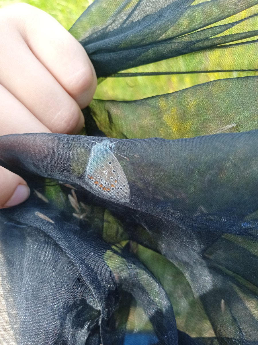 RoadFarmRamblin's tweet photo. Just been in the #PrettyField doing #bigbutterflycount with daughters!  Great positive ID experience for them including fresh &amp; flirty Common Blues, Ringlets, Small &amp; Essex Skippers, Gatekeepers, Marbled Whites 😃🦋 @savebutterflies https://t.co/007x9gn156