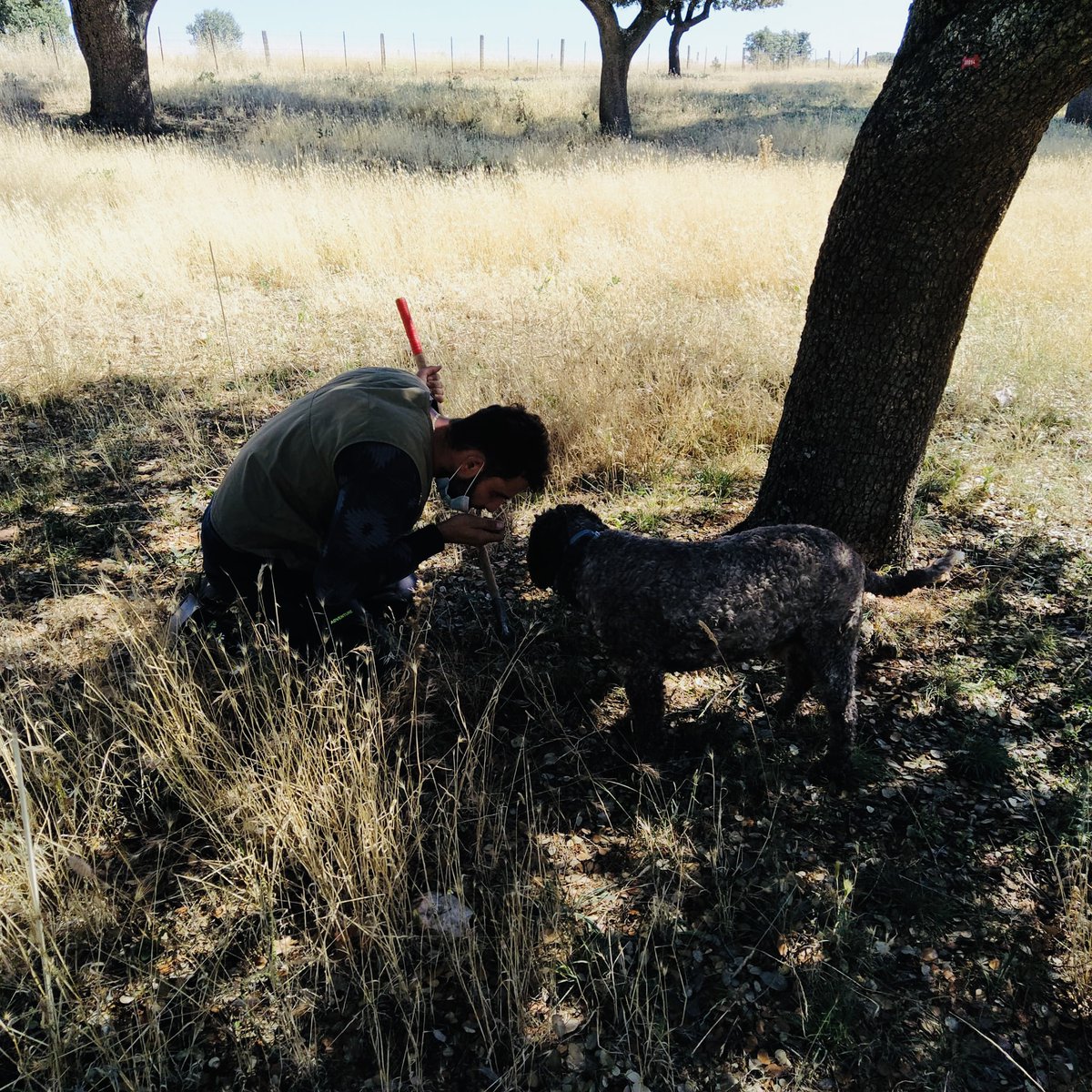 Last week we were looking for summer truffle in the inoculated trees in Muñovela (Salamanca, Spain) for LIFE REGENERATE project. 🐕🔍

@CSIC @Volterra_ecosys @UniSassari @LIFEprogramme  @infouex @fundNYH