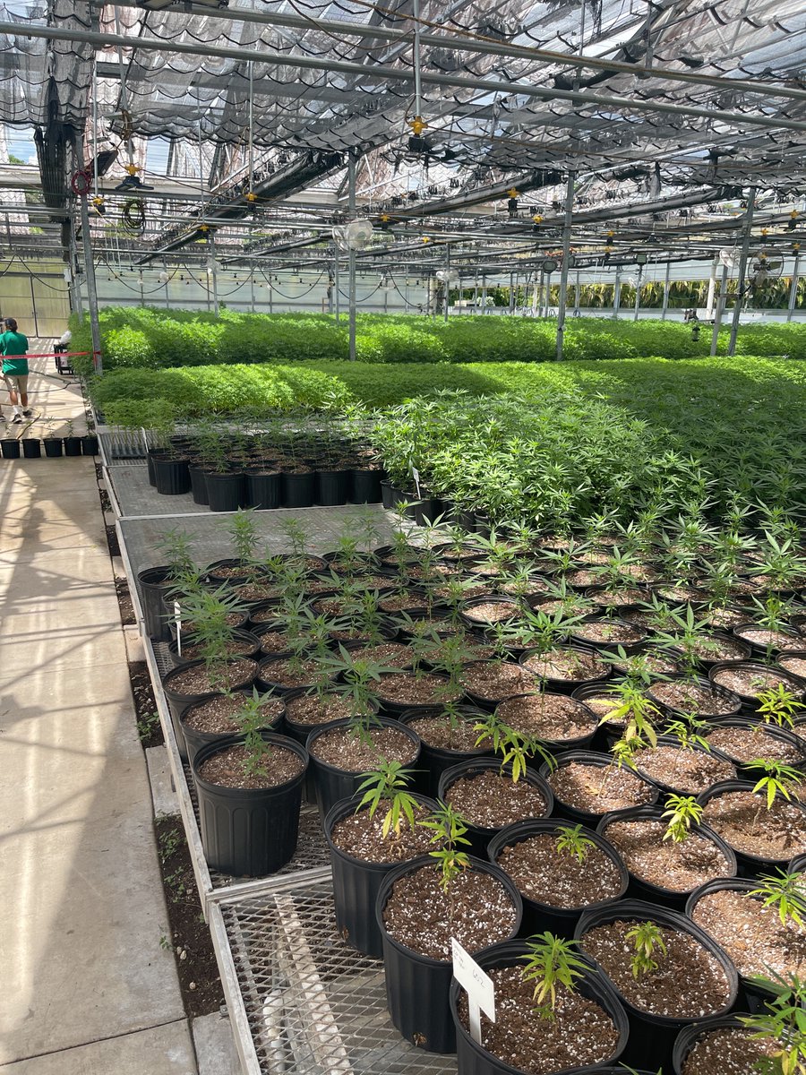 Grandpoohbah78's tweet photo. $CATV a #potstock #look #hope #hemp we grow products to help people get relief $pvsp $incc $f $tsla https://t.co/Sbc5Wdal0p