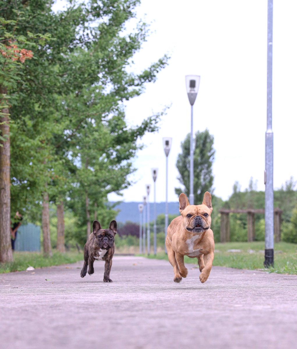 We’re coming for the chimken. 🥰🐶🤣

BTW guys, we went in Ikea with Isa&amp;Tom and filmed people’s reactions. The videos is on YouTube, go and check it out. 🥰

 #frenchie #frenchbulldog #dog #dogstagram #dogsofig #frenchiesofig #frenchielover #doglover #puppylover #dog