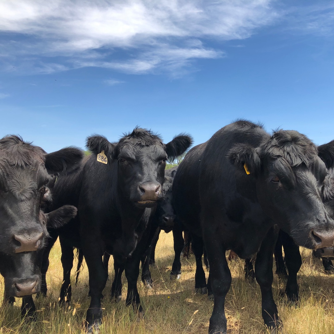 wsemt's tweet photo. Carbon capture = cash for regenerative ag ranchers. 5 more ranches 90k acres are at/near the contract stage w/grazing carbon capture program through NativeEnergy. Native works w/companies purchasing carbon credits+WSE works w/ranchers on carbon capture. 
https://t.co/DaADMPGw1D https://t.co/nKgYA2k92j