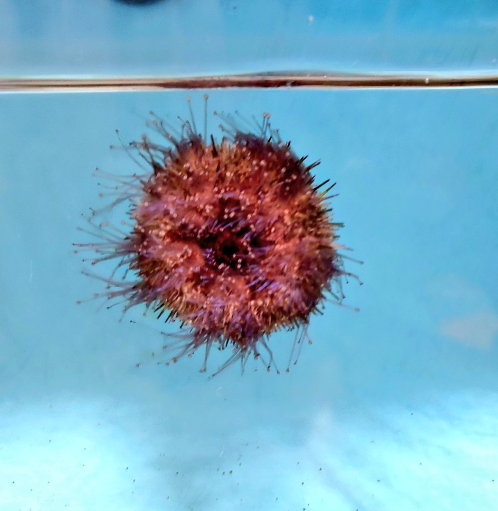 تويتر こもこもgan 特別天然危険物 على تويتر 半分換水したから 大事を取ってごはん抜きのウニ水槽 水槽壁面もゴシゴシ拭ってしまったので食べるものがなくて彷徨く黒ふんこちゃん ウニ飼育 バフンウニ ウニが好きすぎてつらい T Co 0wlea4p1dc تويتر こもこもgan 特別天然危険物 على تويتر 半分換水したから 大事を取ってごはん抜きのウニ水槽 水槽壁面もゴシゴシ拭ってしまったので食べるものがなくて彷徨く黒ふんこちゃん ウニ飼育 バフンウニ ウニが好きすぎてつらい T Co 0wlea4p1dc