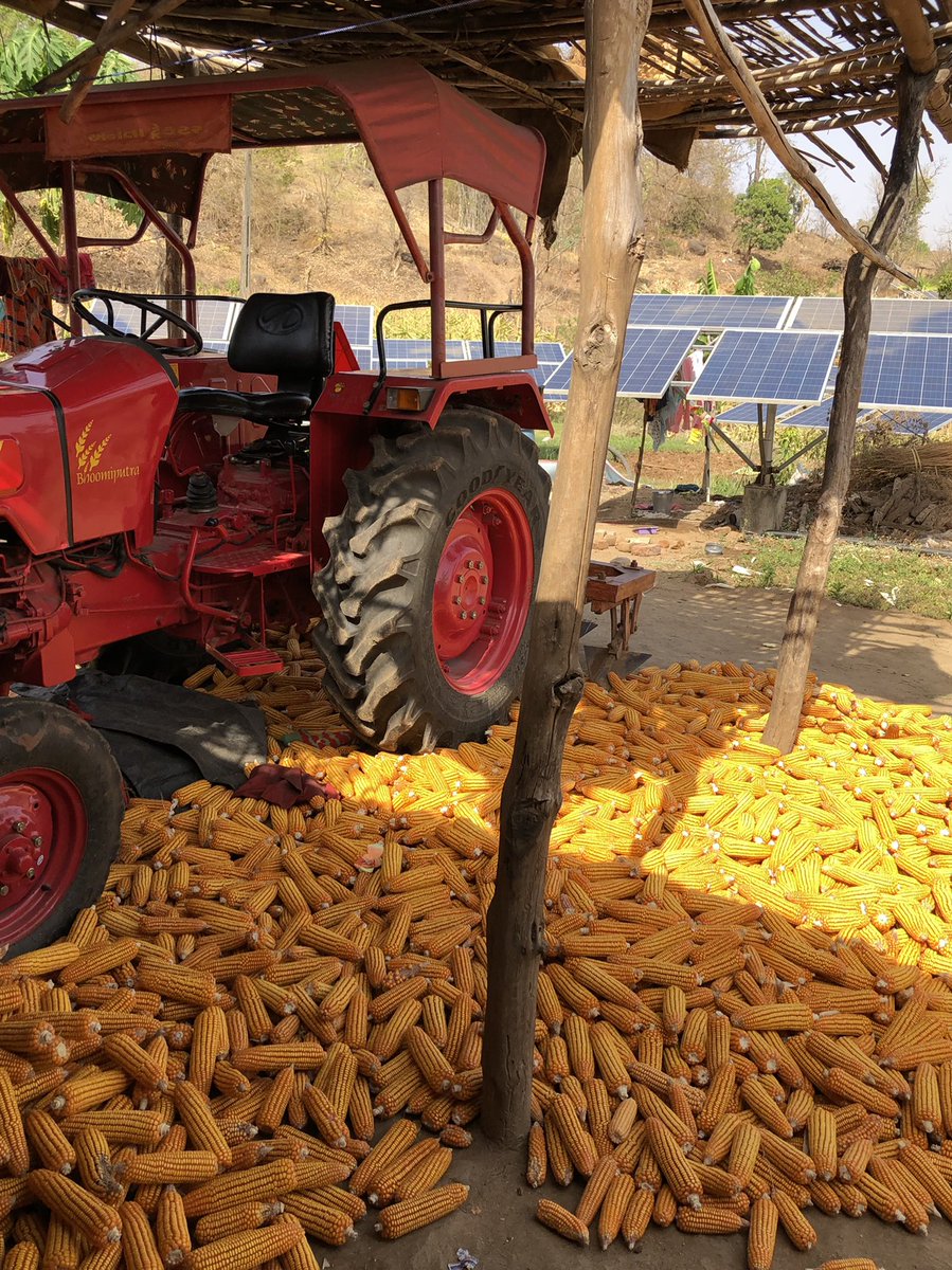 #forestrightsmatter
This isn’t a picture from the US of A but from Narmada district of Gujarat where forest rights have ensured tribal farmers have enough security of tenure to invest in their land. This corn produce is of Mogiabhai. 
<a href="/PSainath_org/">P. Sainath</a> <a href="/anandmahindra/">anand mahindra</a> @FNFSouthAsia