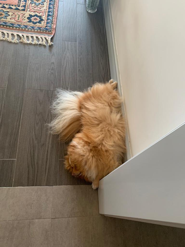 sopranoakcan's tweet photo. Yeter ama cidden bu kadar da sıcak çok fazla.🔥🥴🥵
Seriously this is too hot.🔥🥴🥵
#pirinç🐩 #toohot #pandemicdiaries #summerinturkey🇹🇷 https://t.co/REE9Pdjjh9