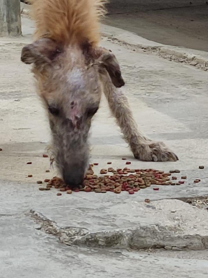 siviaromera1's tweet photo. COPIO DE SOS RECUE
Lo tenemos
Un rescate urgente en el q nuestras compañeras Mónica y Victoria de SOS RESCUE SEVILLA se desplazaban a HUELVA ante la urgencia
Nos vamos al veterinario urgentemente, quedará ingresado hasta que quede estabilizado
https://t.co/8HZLn6j1NS https://t.co/P5HmLz3j3Q