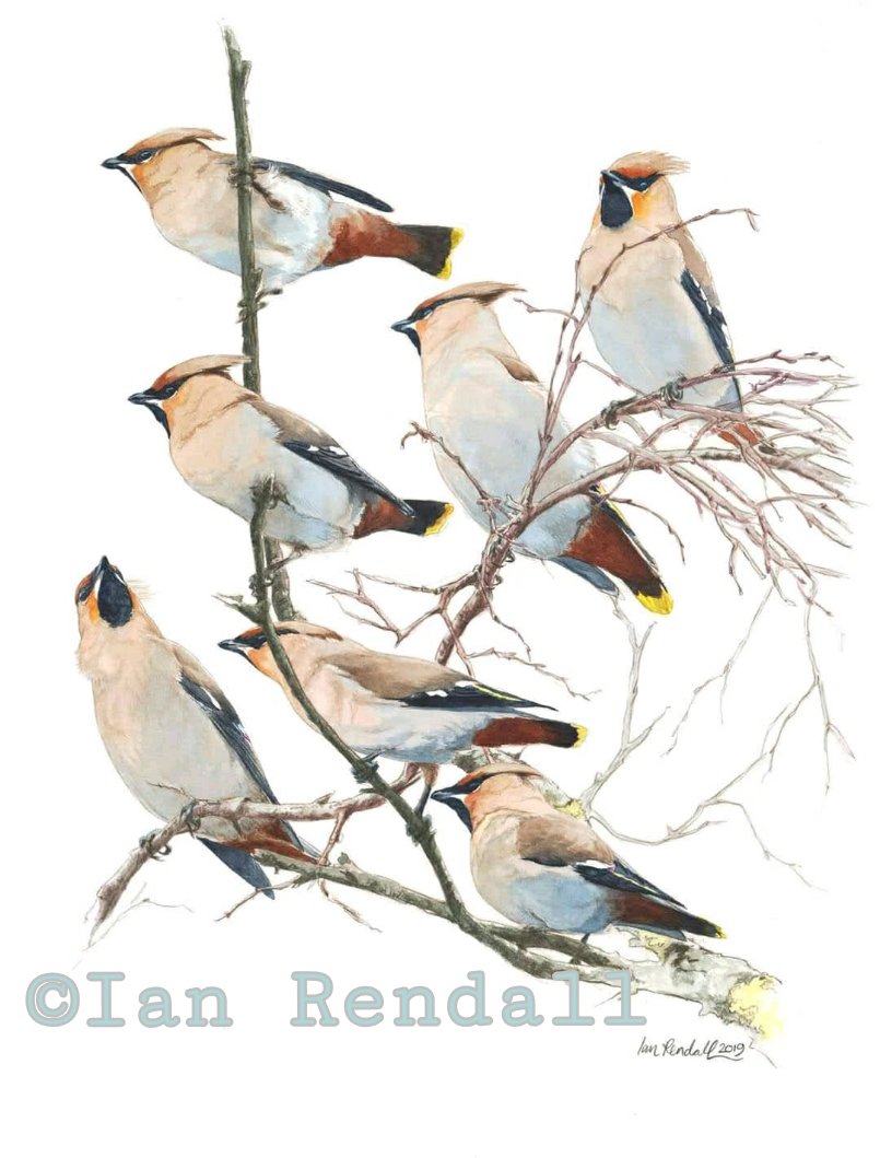 Treetop Waxwings 2. Limited edition prints available of a watercolour original, 59cm x 42cm. #birdart #wildlifeart #watercolour #limitededitionprints #waxwings
