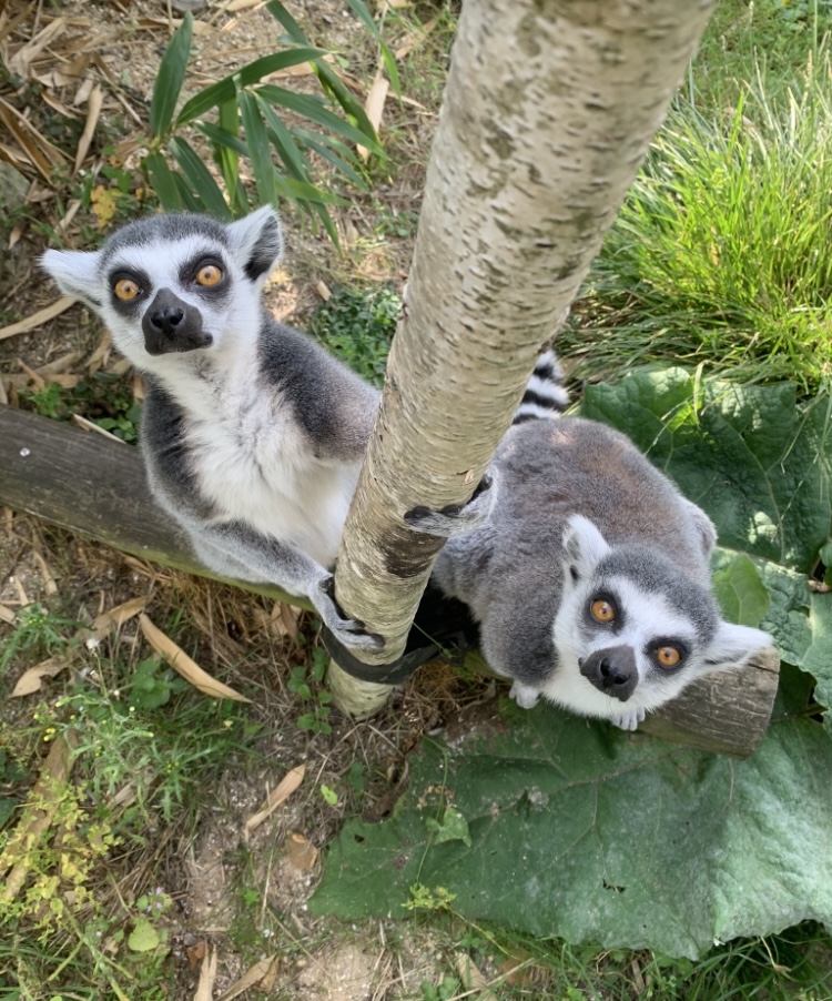 Marwellwildlife's tweet photo. Spoil your loved ones with an animal adoption!

https://t.co/j9nT9MIzgq

From ring-tailed lemurs and meerkats to zebras and flamingos, there are so many species to choose from. By purchasing, you’ll be supporting our charity and our vital conservation work!

📸 Keeper Jessie https://t.co/a4WgQadsAU