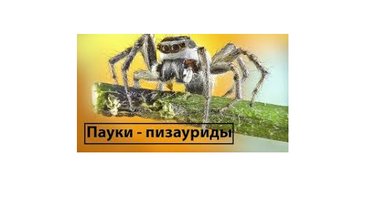 Онлайн репетитор Победа на Олимпиаде Уроки занятия tweet media