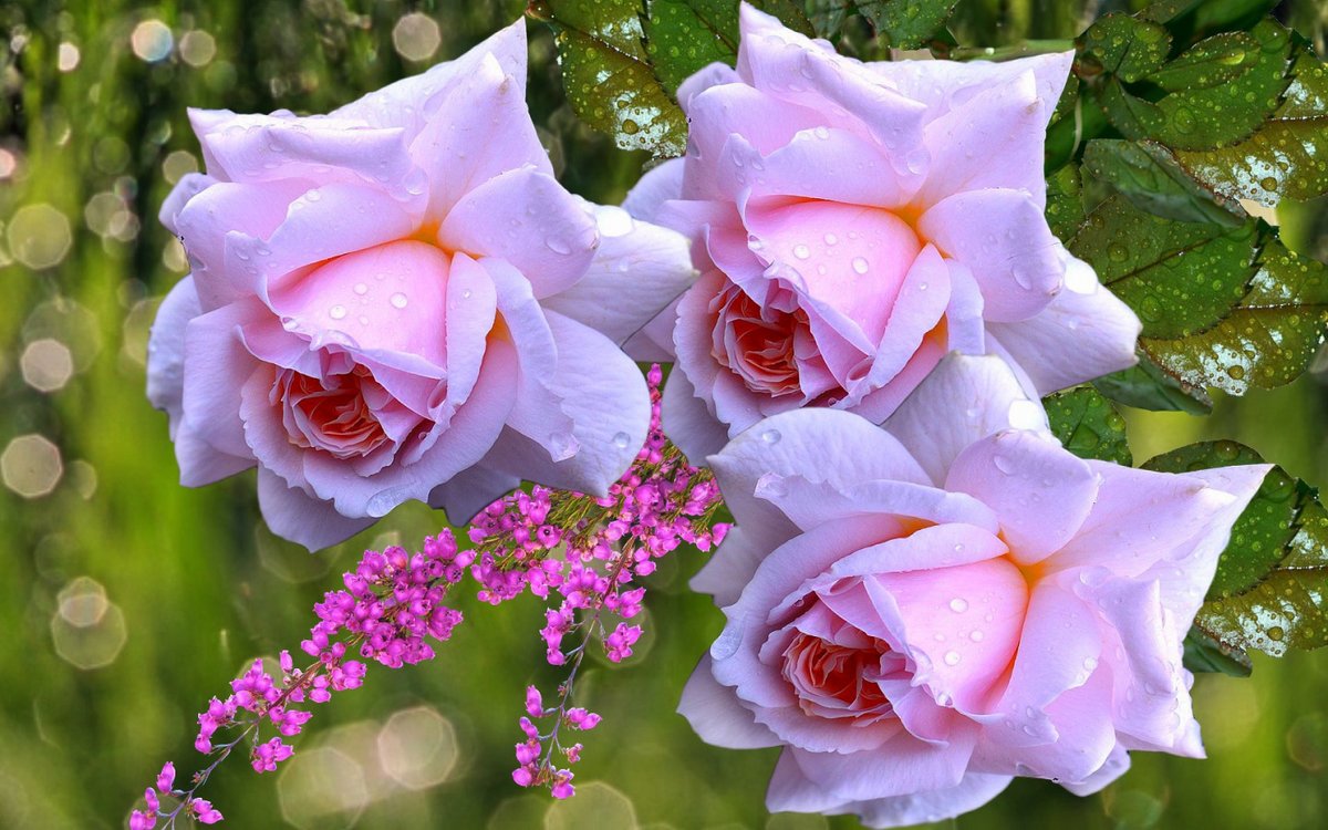 Flowers for a gentle soul