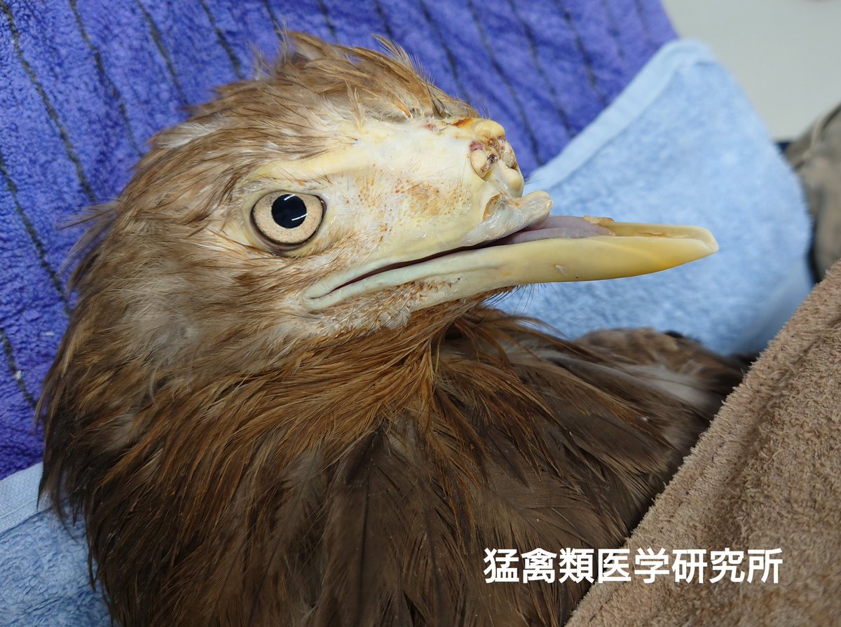交通事故でクチバシを失ったワシに獣医師 歯科医師 矯正歯科医師 歯科技工士のアベンジャーズで義嘴を作る取り組みがすごい Togetter 交通事故でクチバシを失ったワシに獣医師 歯科医師 矯正歯科医師 歯科技工士のアベンジャーズで義嘴を作る取り組みがすごい Togetter