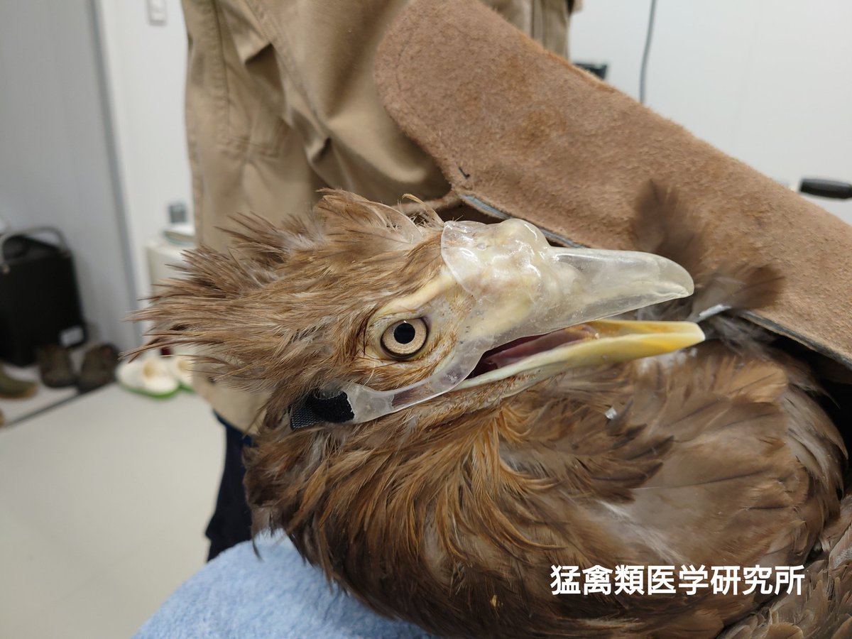 交通事故でクチバシを失ったワシに獣医師 歯科医師 矯正歯科医師 歯科技工士のアベンジャーズで義嘴を作る取り組みがすごい Togetter 交通事故でクチバシを失ったワシに獣医師 歯科医師 矯正歯科医師 歯科技工士のアベンジャーズで義嘴を作る取り組みがすごい Togetter