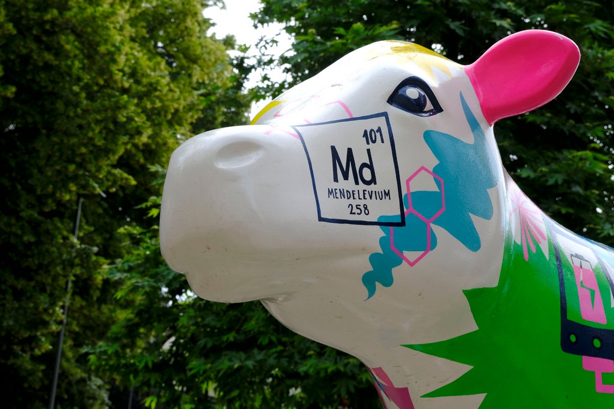 Have you been down to see Dairy Curie? Created with a quirky take on chemistry by the <a href="/RoySocChem/">Royal Society of Chemistry</a> and <a href="/LauraKateDraws/">Laura-Kate Draws</a> this cow can be spotted at night time too! Pop over between 11am - 1pm to find out all about its scientific background and pick up a free chart and be inspired!