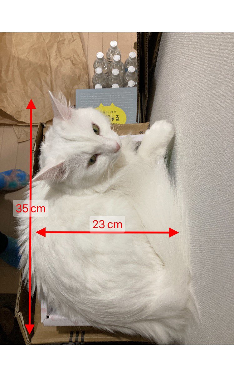 Ryosuke Fujita 家具や間取りのサイズを写真にメモできるニトリのアプリが便利 これで新居のどこに猫を配置すれば良いかシミュレーションできますね 猫縁出身 リトルキャッツ出身 T Co Nje5qwpfdj Twitter