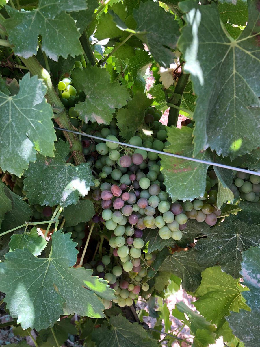 Poco a poco va llegando el envero a los viñedos de Aragón. 

<a href="/valonga/">Finca Valonga</a>, en Belver de Cinca, ya comienza a observar como sus viñas van cambiando de color y empiezan a madurar. 🍇

🍷 Futuros vinos con IGP Valle del Cinca. 

#AragónAlimentosNobles #Wine #Winelover #Envero