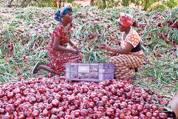 Twinsis50497431's tweet image. Kana uchida kuziva chinhu chakavengwa nehurumende yavaMnangagwa HUSIMBE. Onions doesn't need any special training to grow them. Think of it, you just need US$200 for a hector of onions that will give you US$4500 in 4 months time. Pasi neNYOPE! @basera_john