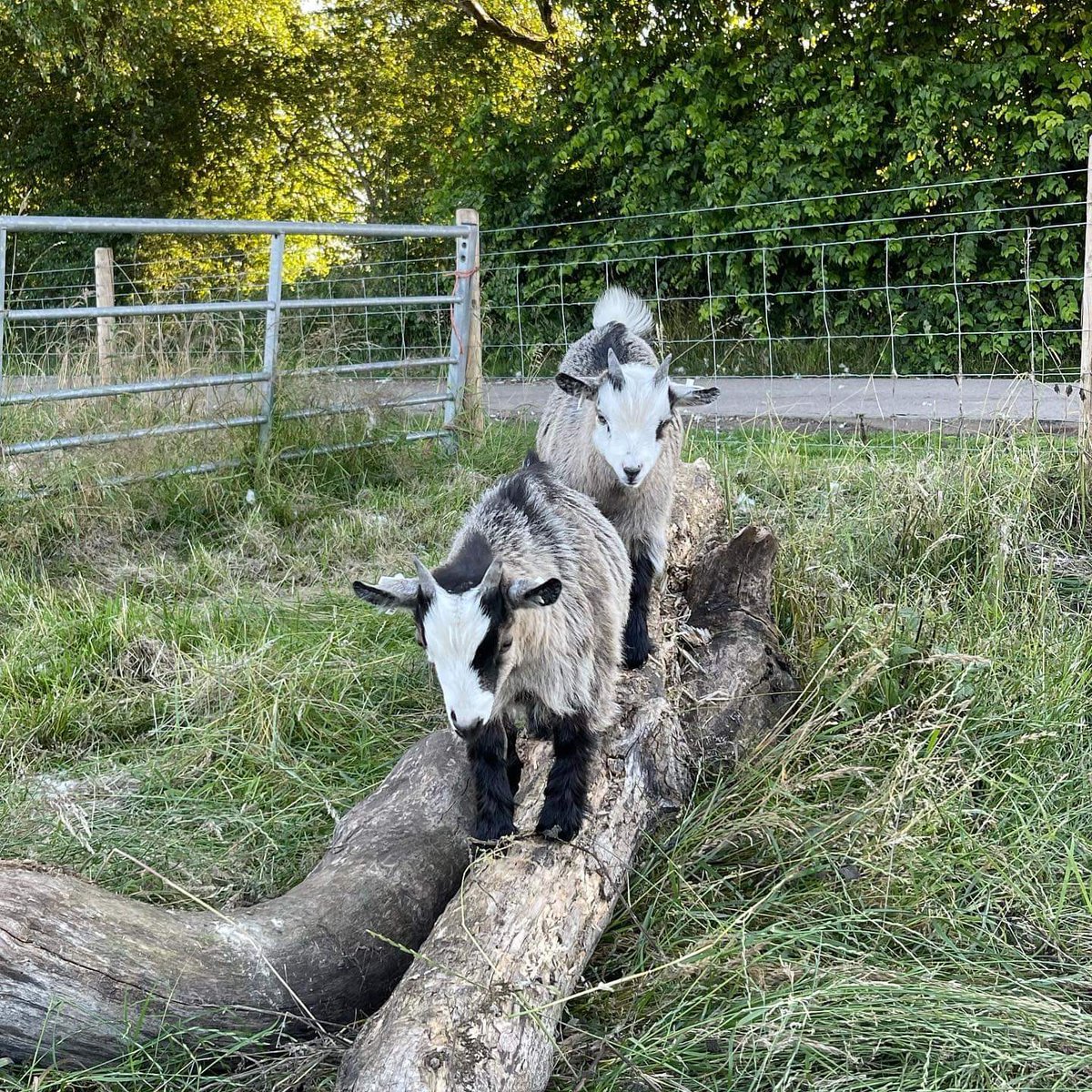 Fun House Bouncy Castles tweet media