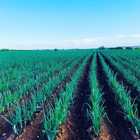 Twinsis50497431's tweet image. Kana uchida kuziva chinhu chakavengwa nehurumende yavaMnangagwa HUSIMBE. Onions doesn't need any special training to grow them. Think of it, you just need US$200 for a hector of onions that will give you US$4500 in 4 months time. Pasi neNYOPE! @basera_john