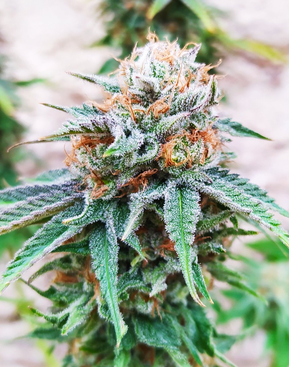 StephandjoG's tweet photo. #pineapplekush from @royalqueenseeds
Harvest day 🤗
Some great buds and a fast flowering, 57 dans 👍 https://t.co/44uEQeiXwt