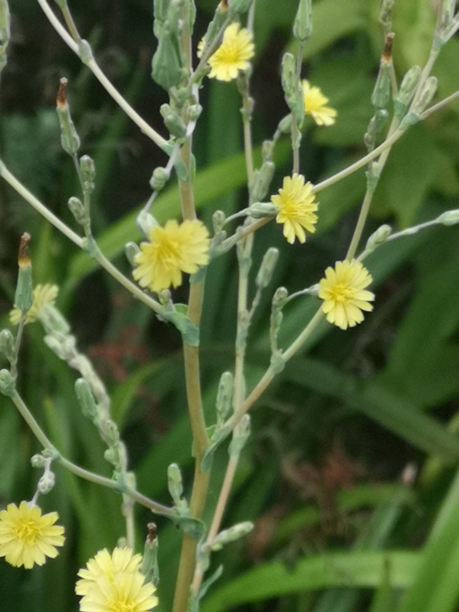 Drumanagh's tweet photo. Would anyone be able to Id this wildflower growing in my garden? About 1m tall, with flowers around 1cm across and spines on the midrib on the underside of the leaves. #wildflowersofireland @zoedev1174 https://t.co/joZ4LkWoMx